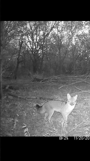 Gray Fox Central Texas #wildlife #animals #trailcamera