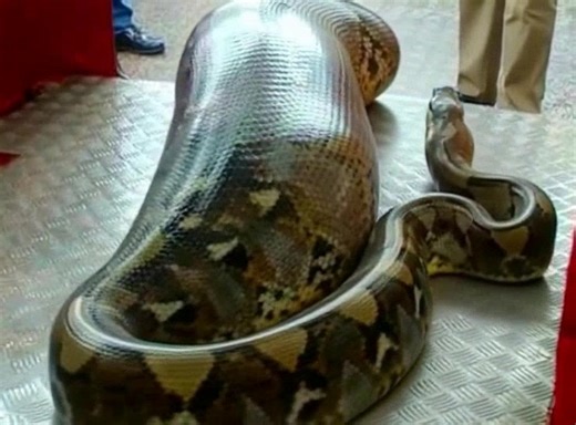 Appel à la prudence, un python géant a été vu en train de… Voir le 1er commentaire | Les Chats sont nos Amis pour la Vie