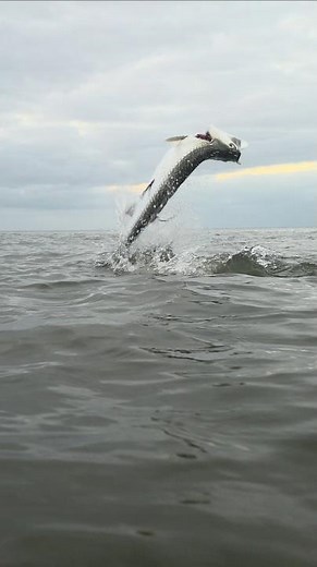 tarpon jumping in slow motion #bnmu #fishing