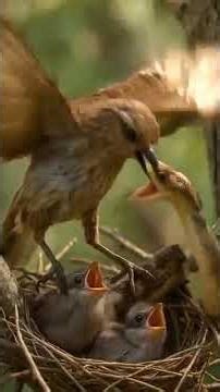 Bird vs Snake 🦜vs🐍 Ai Shorts #birds #nature #wildlife