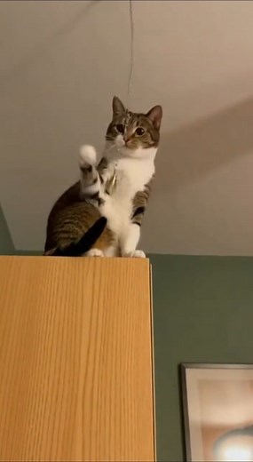 Cat Controls Ceiling Fan Like a Genius 😹💡| Chaos in the Bedroom! #Shorts #CatShorts #FunnyCats