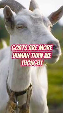 Goats Are More Human Than We Thought!