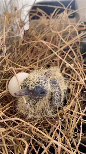 Baby dove in nest. A cute squab without mom. An egg & baby chick . #babydove #chicks #egghatching