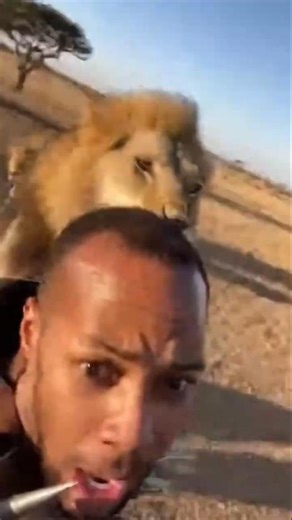 Man in Spiked Porcupine Suit vs Lion Pride 🦁🛡️ #shortsfeed #spiderman #lion #wildlife