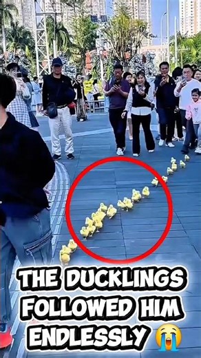 These Ducklings Think He’s Their Mom 🥹