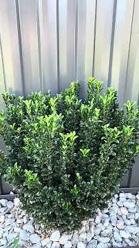 English Box Or Hedge plant usually grows in Australia