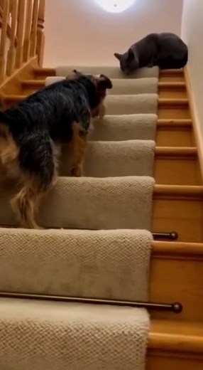 The Gatekeeper Cat: Dog Gets Slapped and Tumbles Down Stairs! 藍 #CatSlap #DogVsCat #Stairs #FunnyAnimals #CatNinja #TerritorialCat #SlapstickComedy #ViralPetVideo #PetComedy #StairFail #FunnyCats #DogAndCat #SiblingRivalry #HighGround #PetHumor | Dog Viral Zone | Facebook