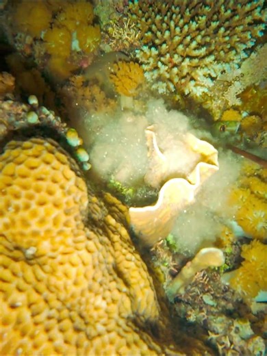 Night Spearfishing #freediving #spearfishing