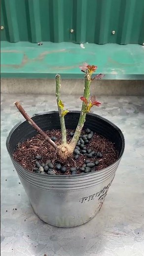 Easy Rose Care Tips for Beginners