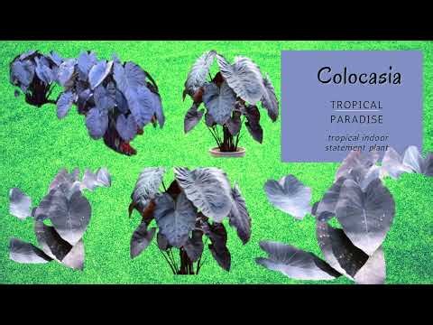 Grow Colocasia Black Magic at Home | කොලොකාසියා Black Magic ලස්සනය්ද බලන්න