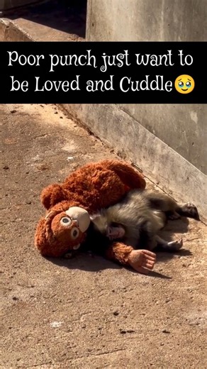 Everyone❤️ love you Punch🐒#animals #viralvideo #love