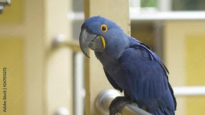 Blue macaw looking directly at the camera, on top of a banister. The background is a yellow building and is out of focus.