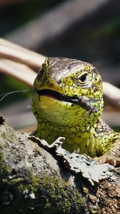 143K views · 767 reactions | Sand Lizard eating insect Wincent 78TQO #nature #wildlife #lizard | HAWI Studios | Facebook