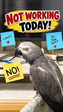 Einstein skips work, plans lunch and tells himself “NO!” when he tries to break the office rules! 😂🐦