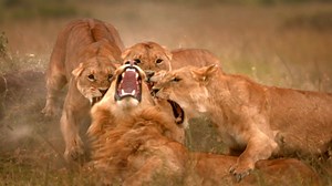 1.1M views · 53K reactions | Un lion célibataire qui cherche à s'accoupler doit lutter à la fois contre ses rivaux, mais aussi contre les lionnes, et c'est loin d'être pacifique. | Nat Geo Wild France | Facebook