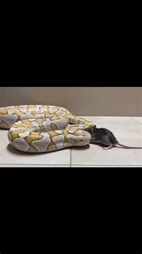 The white albino python feeds on a live mouse in a newly changed, clean ceramic-style enclosure. Warning [Warning: Live Feeding Video] This content shows animals feeding naturally as part of nature. No harm, no encouragement of violence. Educational wildlife content. #albinopython #burmesepython #pythonfeeding #livefeeding #snakefeeding #reptiledocumentary #wildlifeeducation #minimalsetup #naturecapture #viralreels #facebookreels #reelsviral #shortsfeed | Frog Feeding