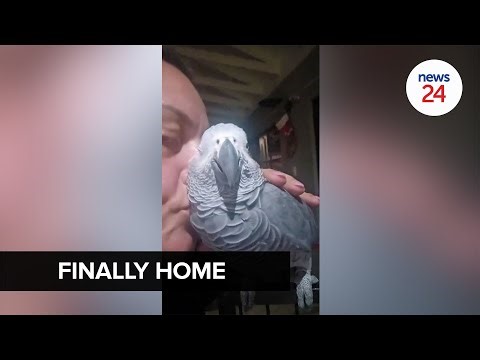 WATCH | Beloved parrot Zazu returns home after epic 3-year custody battle