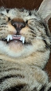 When they thing they are being scary of having "sharp" fangs. But actually the cutest thing ever. #viral #cat #catsofinstagram #fyp #foryou | Ika Sihab