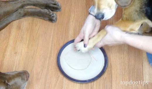 Homemade Dog Paw Print Ornament: How To Make One