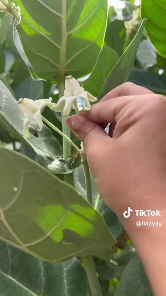 Crown Flower Lei Making Tutorial