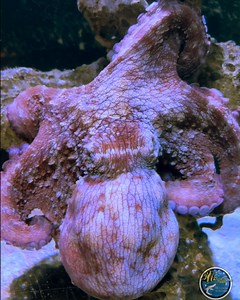 46 reactions | #DYK the common octopus is a color change master! Come see it at the Key West Aquarium!  | Key West Aquarium | Facebook