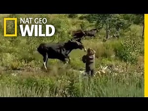 Watch An Angry Mama Moose Charge a Woman and Her Dog | Nat Geo Wild
