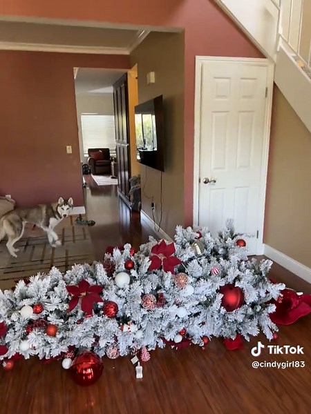 Cindy's Canine Christmas Chaos: Dog Antics Unleashed