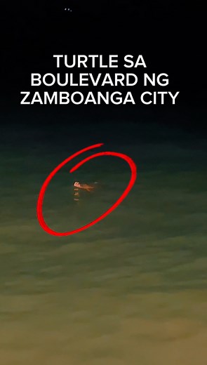 217K views · 4.2K reactions | MY TURTLE SA BOULEVARD NG ZAMBOANGA CITY #hellophilippines #Demonse #Turtle #boulevard #zamboanga #basilan | Hello Philippines | Facebook