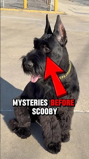 5 dogs not commonly used in police work but have serious potential.🐕👮‍♂️🚔 #shorts