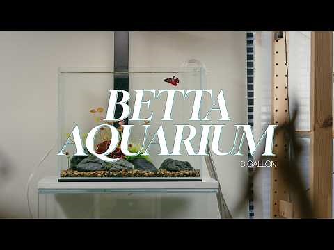 6 Gallon Nano Betta Planted Tank Setup and 6 Month Update