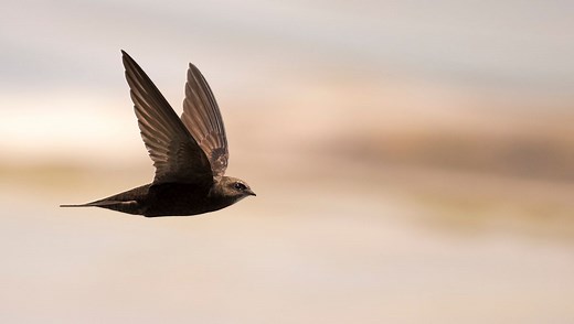 What’s The Longest Time A Bird Can Fly Without Landing?