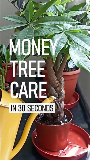 Money Tree Care (Quick & Easy)