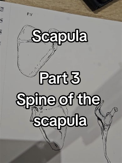 scapula part 3spine of the scapula #Scapula #mbbs #anatomy #shoulder #physiotherapy