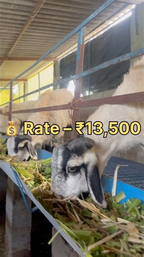 Punganur Santha Lo 35KG Pottel ₹13,500… Rate Correct Aa? 😳