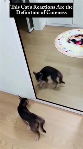 Cute Cat #cat #kitten #catlover #funny #pets