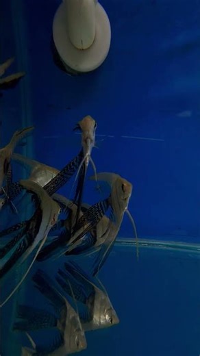 Veiltail Black Lace Angelfish – Stunning Long-Fin Beauty! 🐟✨ #Shorts #LianaFish