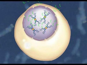 FISH Technique Fluorescent In Situ Hybridization HD Animation 1