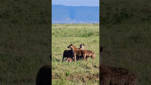 Hyenas Clean Up: Nature's Efficient Scavengers In Action In Africa