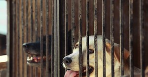 Bezdomność polskich zwierząt. Ile kotów i psów spędza życie w azylach?