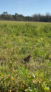 230 reactions · 7 comments | SOUND UP for this Freedom Friday! This female Northern Bobwhite quail was quite pleased to be released into a buffet of a field, filled with seed pods and buds of native plants. After completing a week of rehabilitation on pain relief and antibiotics, her wing wound healed up nicely and she was ready to return to the wild! | St. Francis Wildlife Association | Facebook