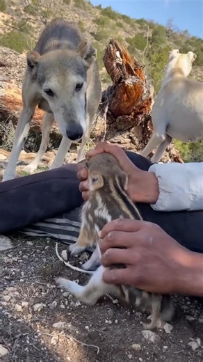 Sighthound meets Wildlife: Ancient Hunting Traditions 🐗#sighthound #dogtraining #wildlife