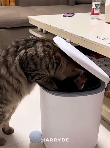 smartest cat 💀 #cat #catshorts #trollfaceedit