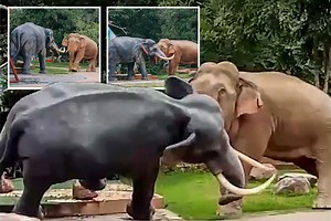 Angry elephant attacks jumbo sculpture after thinking it’s a love rival
