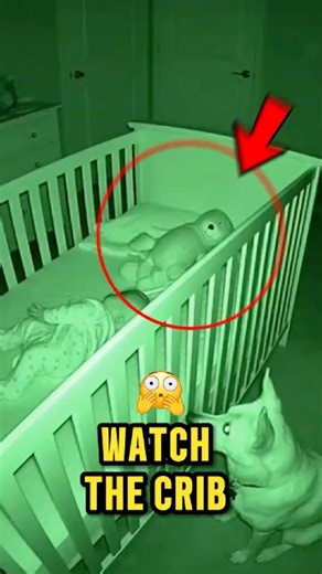 The Teddy Bear Moved 🥺🫣😳😱