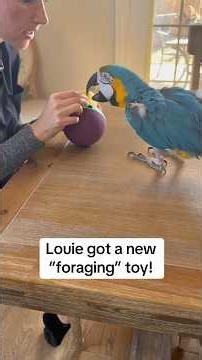 This is supposed to be a dog toy, but it has turned into a fun foraging toy for Louie! #parrot