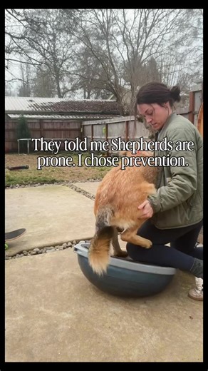 Caring for German Shepherds Prone to Hip Dysplasia