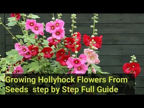 "How to Grow Hollyhock Flowers from Seeds | Step by Step Nursery Guide 🌸