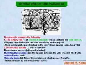 32 General Embryology Structure of the Placenta