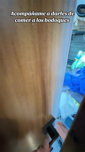 Acompáñame a darles de comer a los bodoques 💙 #mascotas #englishbulldogsoftiktok #instalaciones #comidatiktok #croquetas
