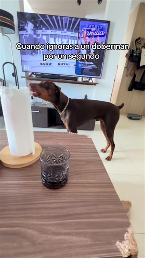 El doberman que busca atención: ¡no lo ignores!
